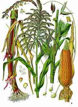 From Kernel to Nutrition: The Art and Science of Maize Milling 1 The Journey of Maize: Understanding the Evolution from Kernel to Flour