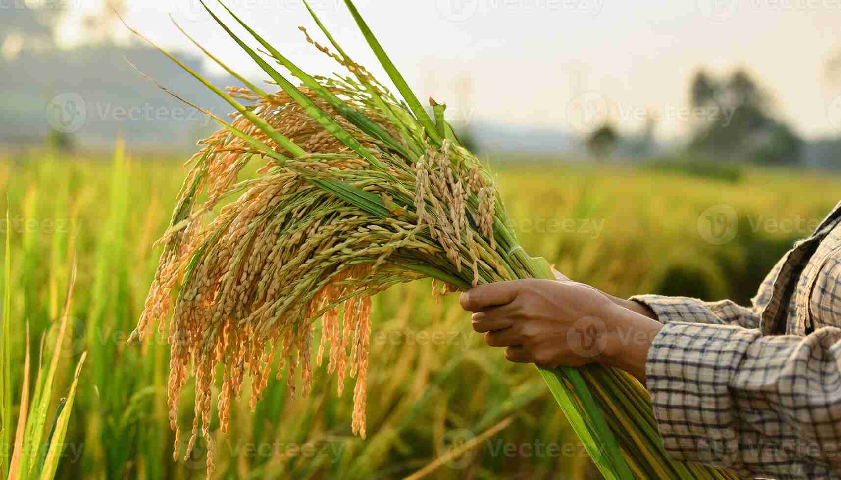 From Field to Bowl: The Art and Science of Paddy Processing 1 Understanding the Paddy Lifecycle from Planting to Harvest