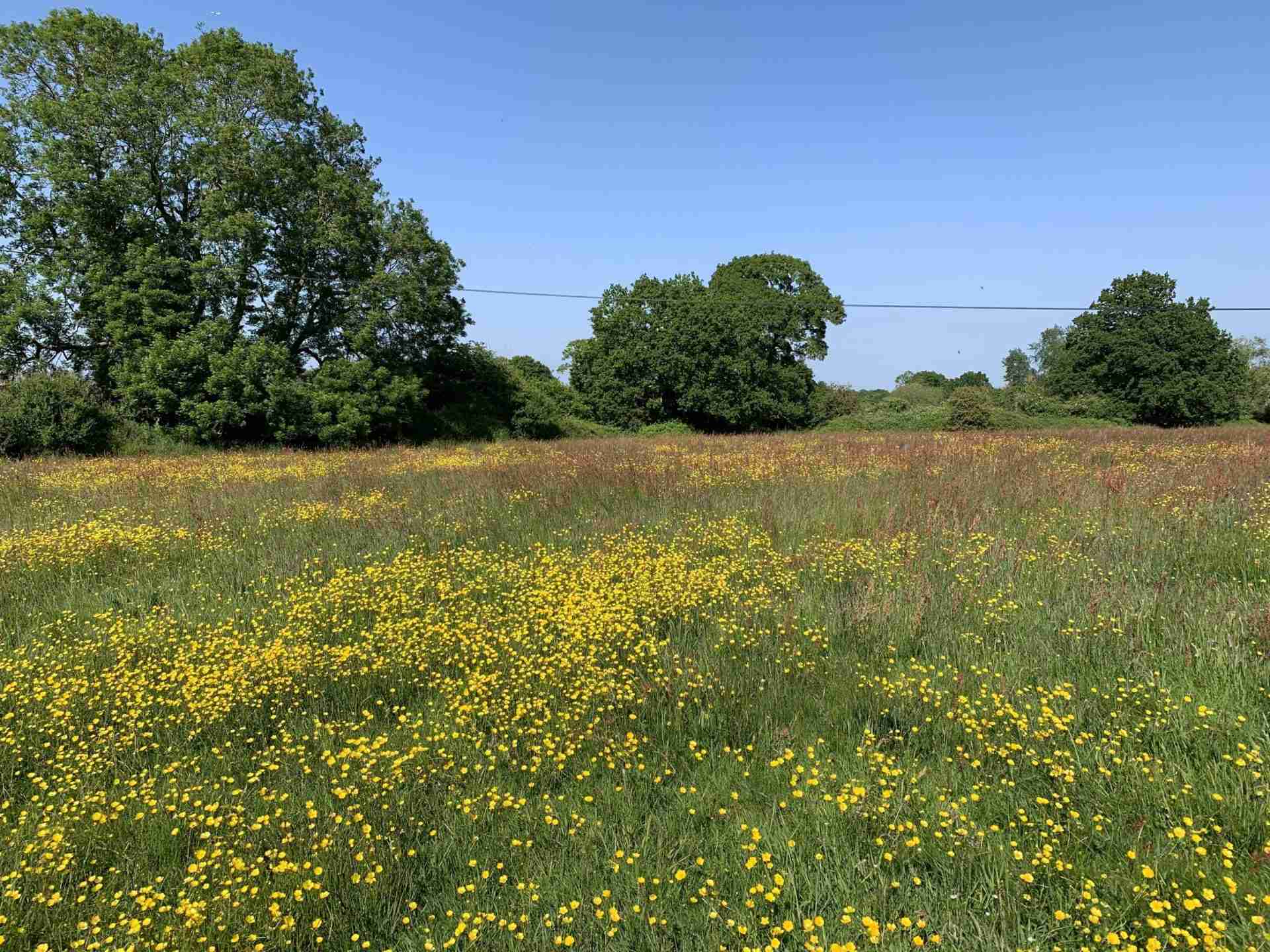 From Field to Bowl: The Art and Science of Paddy Processing