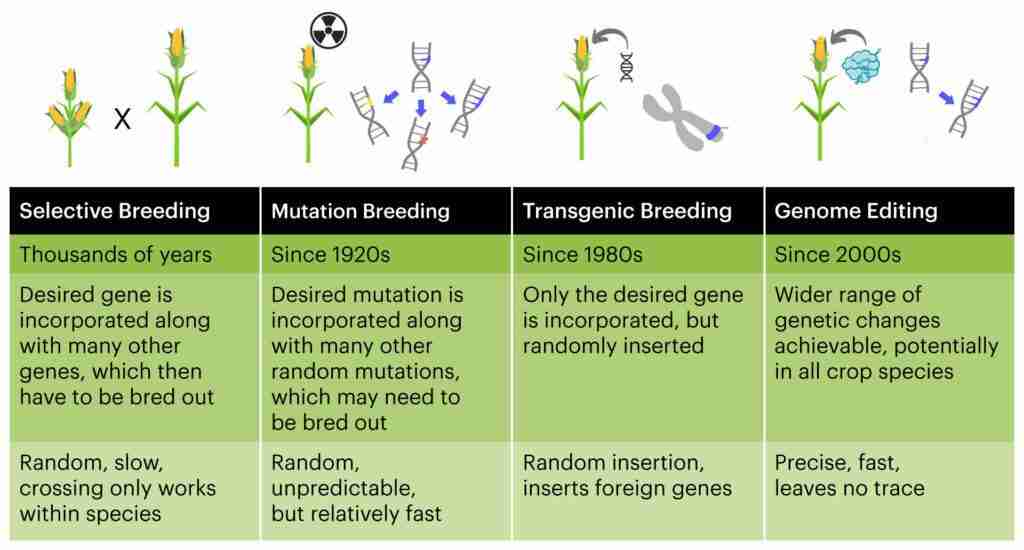 Revolutionizing Rice Processing: The Mini Mill Advantage