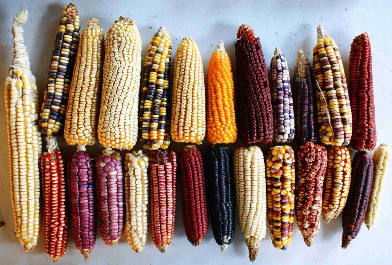Transforming Grain to Gold: The Art of Maize Milling 1 Understanding the Complex Journey of Maize from Field to Flour