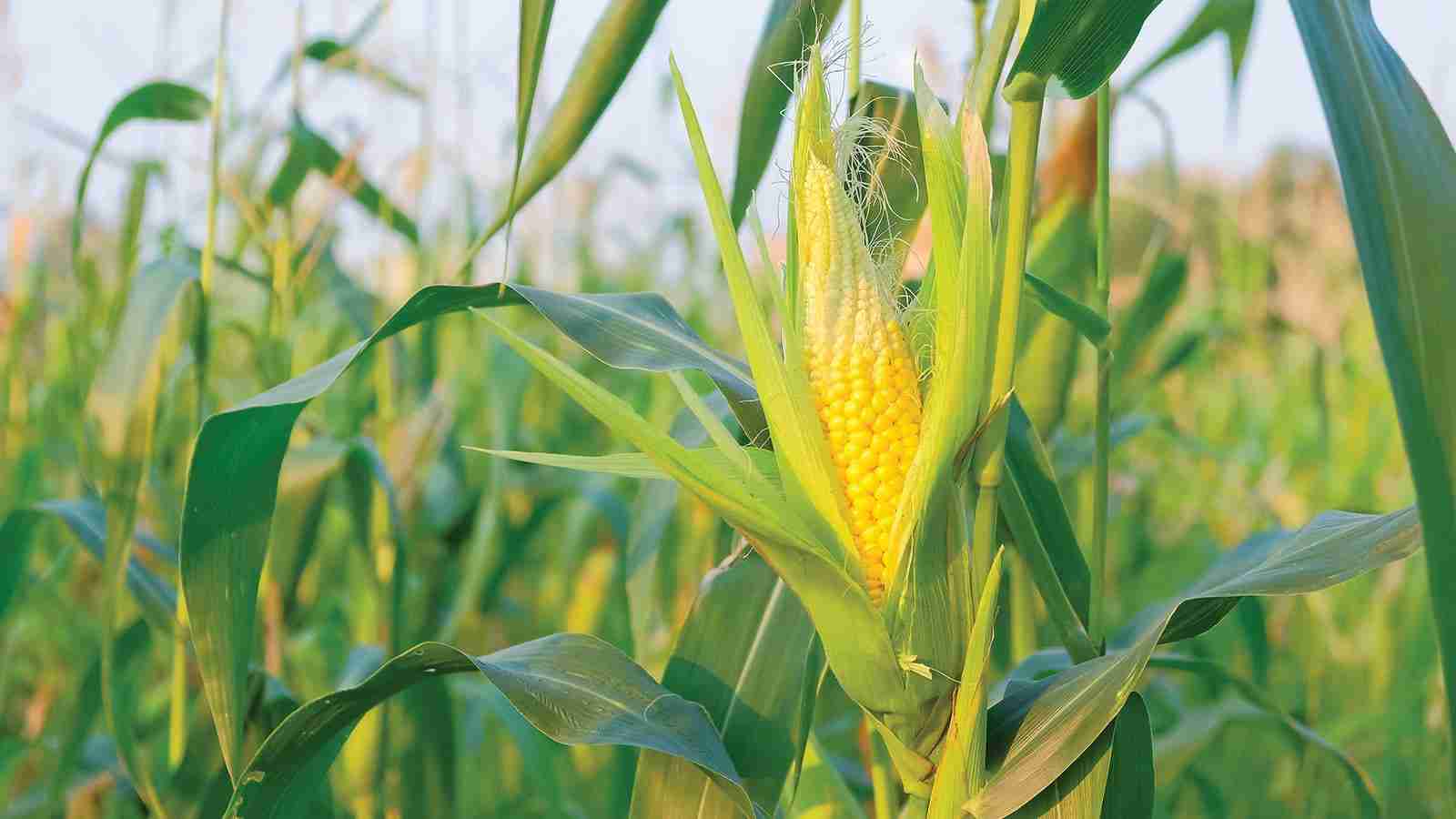 From Kernel to Table: Exploring the Journey of Corn Processing 1 Understanding the Life Cycle of Corn: From Field to Fork