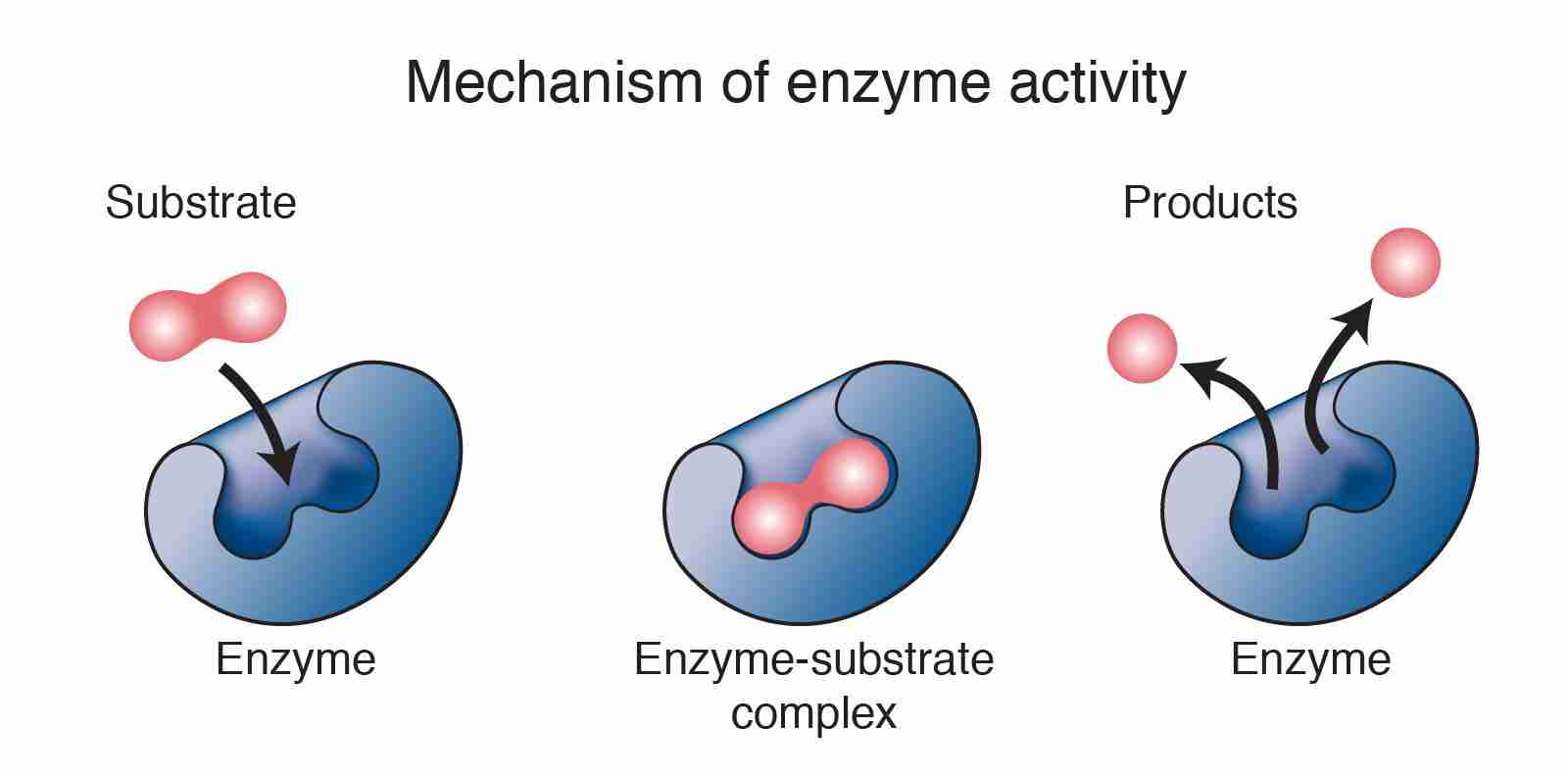 Unveiling the Secrets of Modern Corn Processing Techniques 2 Understanding the Role of Enzymes in Corn Processing Quality