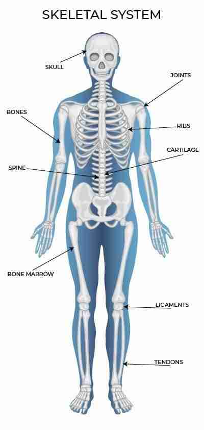 From Cob to Cornmeal: Exploring the Journey of Corn Processing 1 Understanding the Anatomy of Corn and Its Varieties