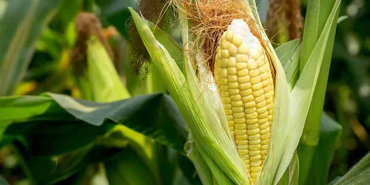 Understanding the Fundamentals of Corn and Its Varieties
