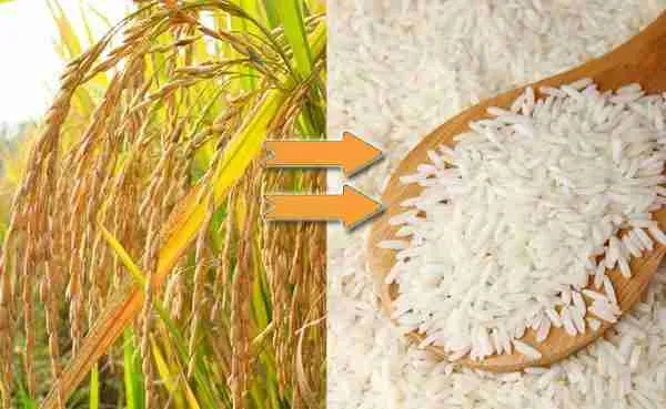 The Art and Science of Rice Processing: A Grain’s Journey 2 Unraveling the Techniques: Modern Methods in Rice Processing