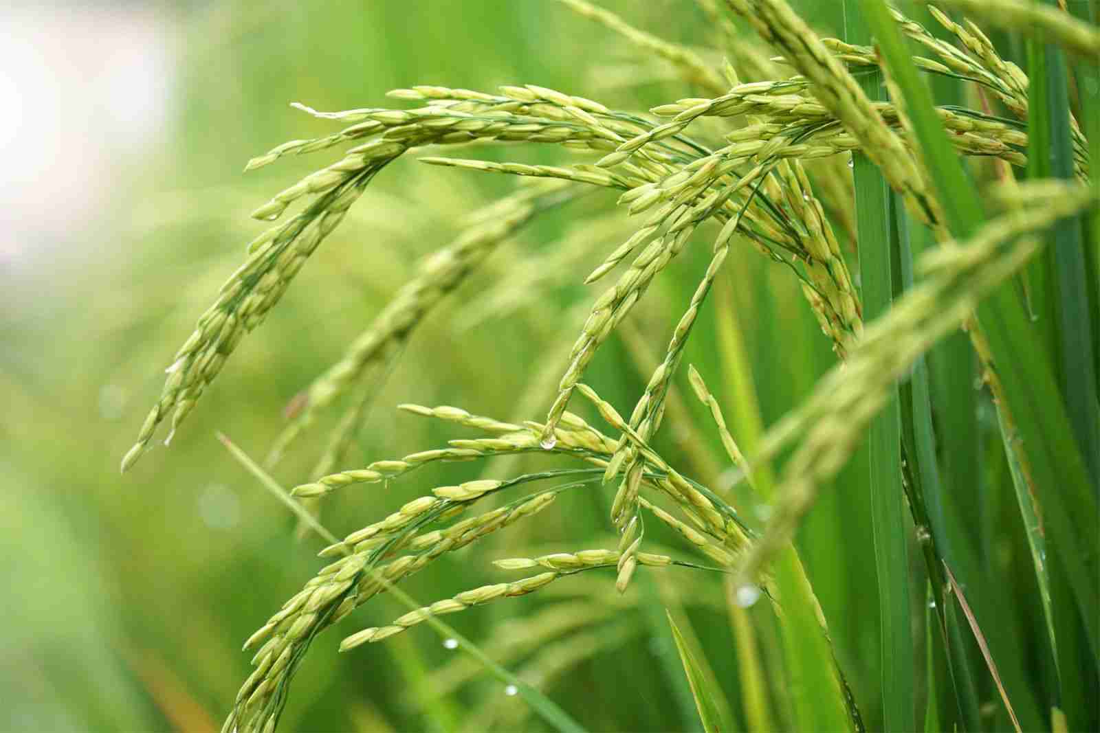 From Grain to Greatness: The Journey of Paddy Processing