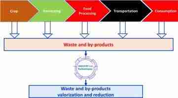 Transforming Grains: The Essential Role of Rice Processing Plants