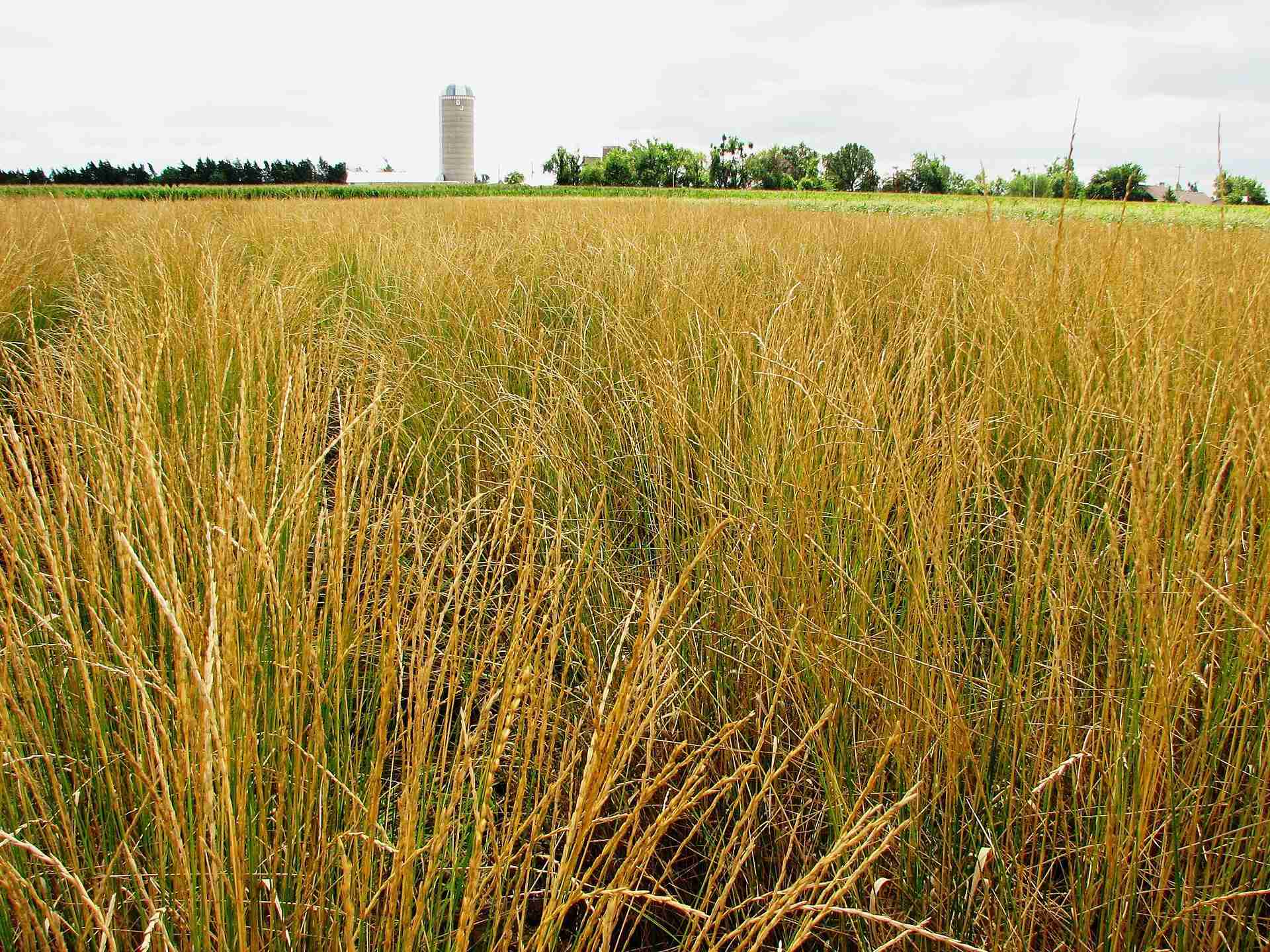 Unlocking Grain Potential: The Impact of Rice Milling Units