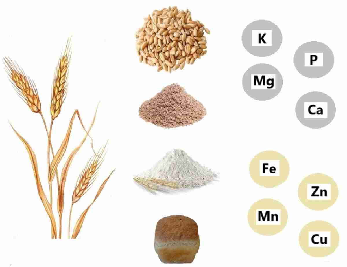Unlocking Grain Potential: The Complete Rice Milling Machine
