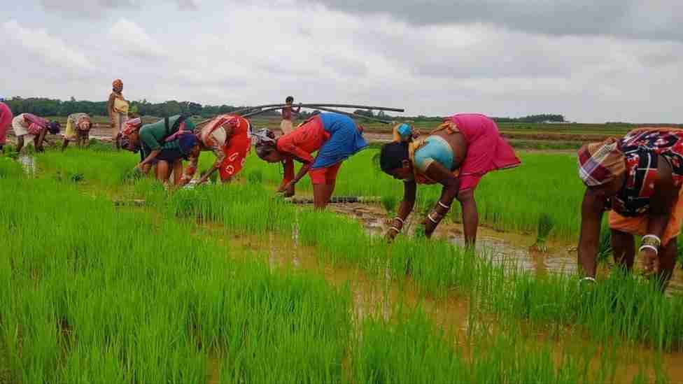 Transforming Rice Production: The Rise of Automatic Mills