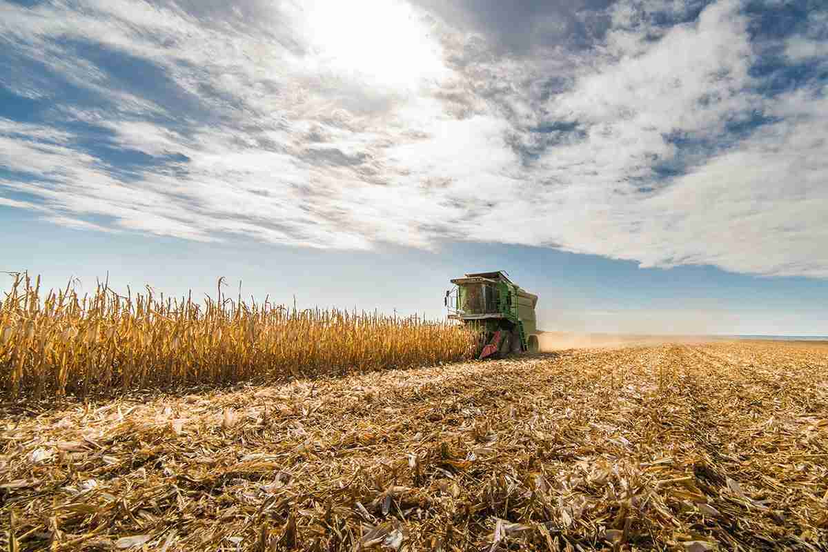 Revolutionizing Grains: The Rise of Industrial Rice Milling