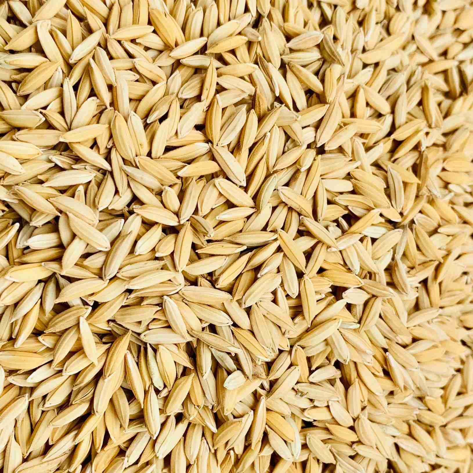 Inside the Heart of Grain: Exploring Paddy Processing Factories 1 Understanding the Journey of Paddy from Field to Factory