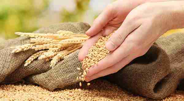 Unlocking Brilliance: The Innovative Jet Rice Polisher 2 Enhancing Grain Quality and Nutritional Value