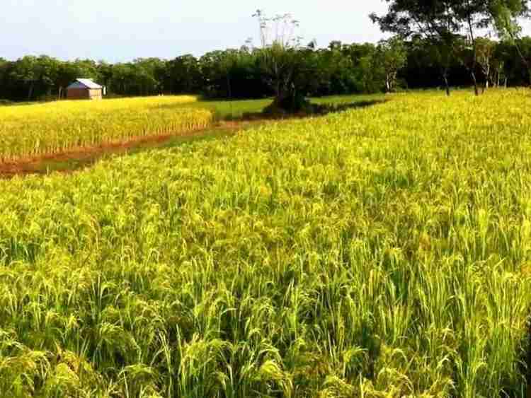 From Grain to Greatness: The Journey of Paddy Processing 2 Transforming Paddy: The Science of Milling and Processing