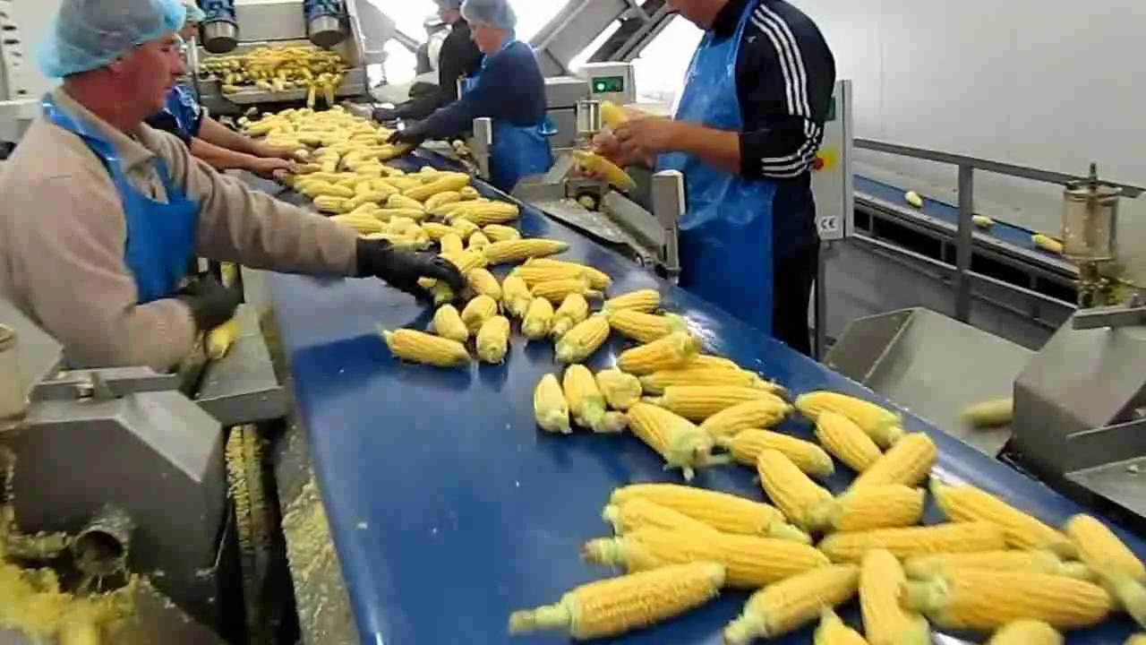 Essential Techniques in Corn Processing for Optimal Flavor and Nutrition