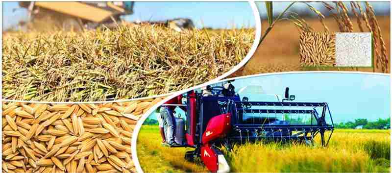 Transforming Grain: A Journey Through Paddy Processing 2 Essential Methods of Paddy Processing: Techniques and Tools