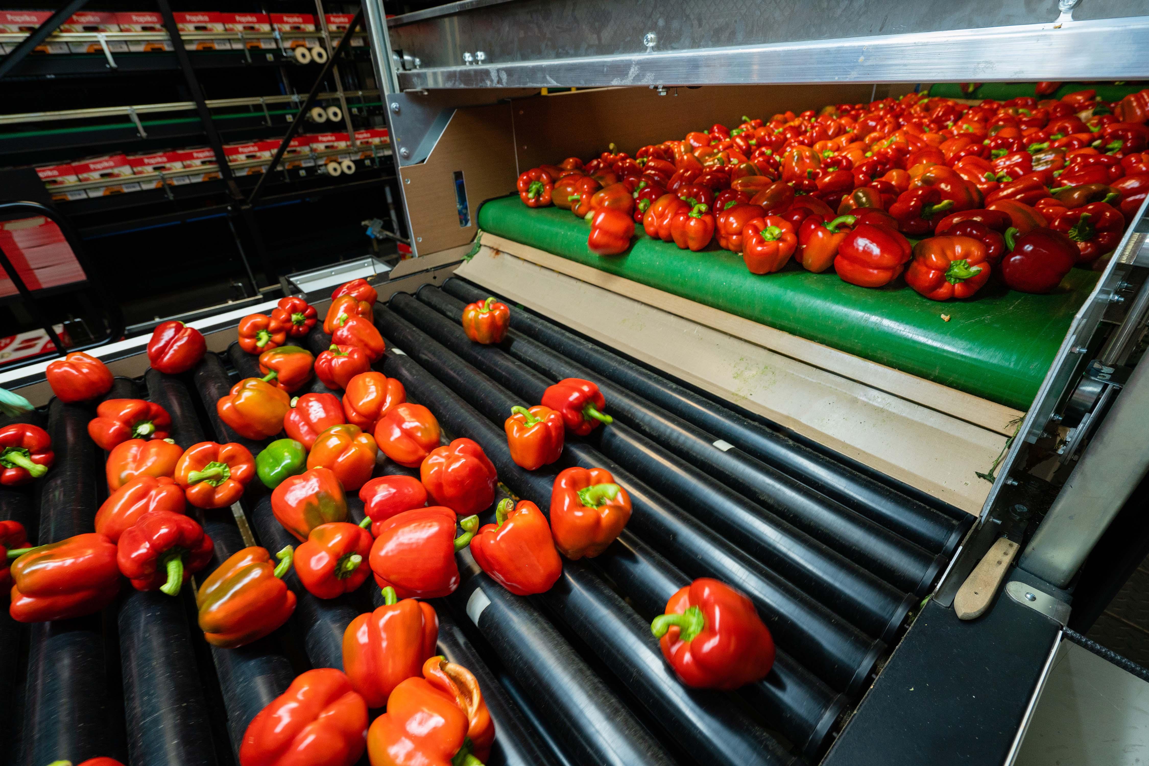 From Field to Fork: The Art and Science of Paddy Processing 2 Understanding the Post-Harvest Journey of Rice