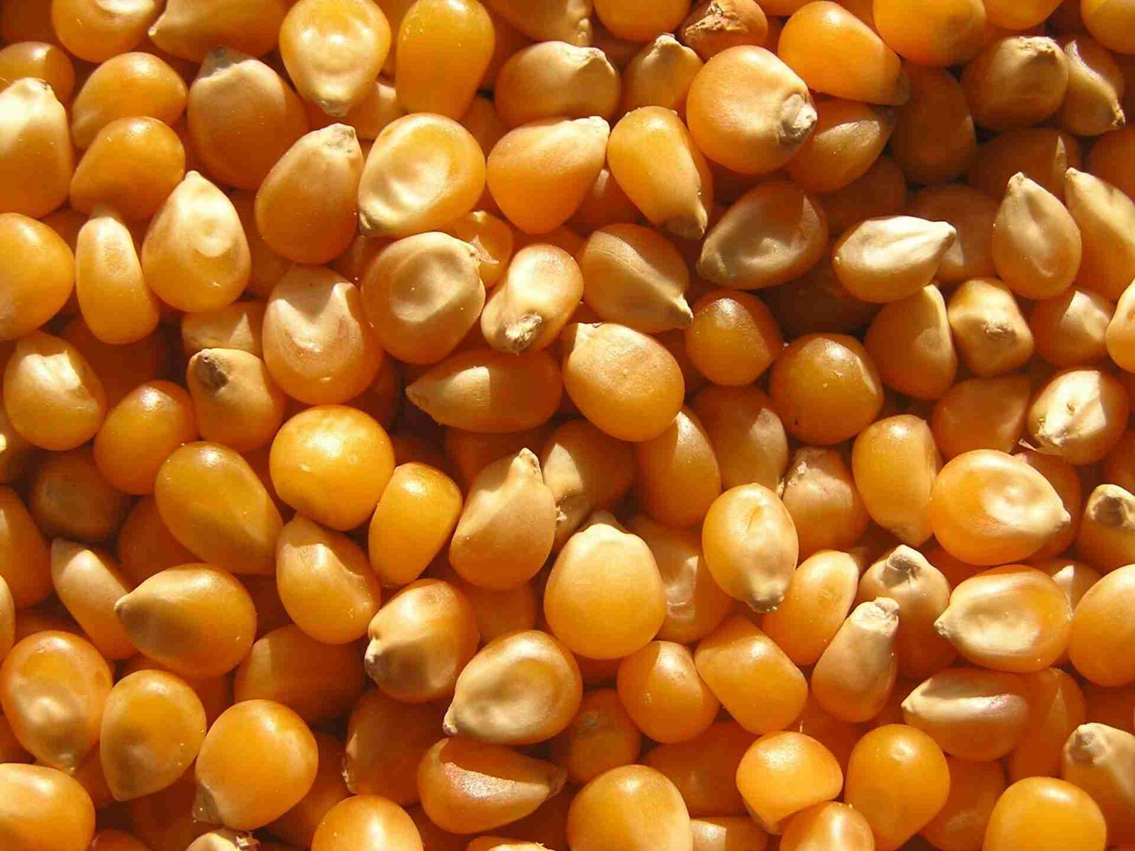 From Kernels to Flour: The Art of Maize Milling 1 Understanding the Anatomy of Maize Kernels and Their Unique Properties