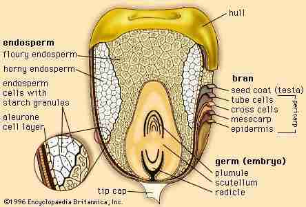 Corn Processing: From Field to Fork – The Journey Unveiled 3 From Kernel to Product: The Processing Journey and Its Environmental Impact