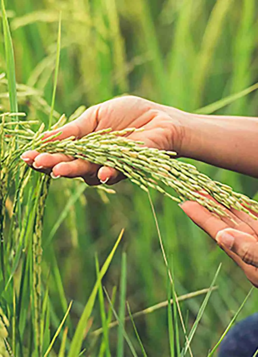 Transforming Grain: A Journey Through Paddy Processing 1 Understanding the Life Cycle of Paddy: From Field to Fork