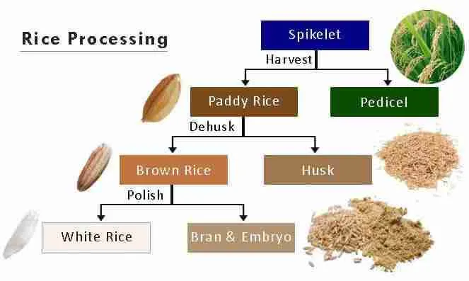 Transforming Grains: Inside the Paddy Processing Unit 1 Understanding the Paddy Processing Journey from Field to Table
