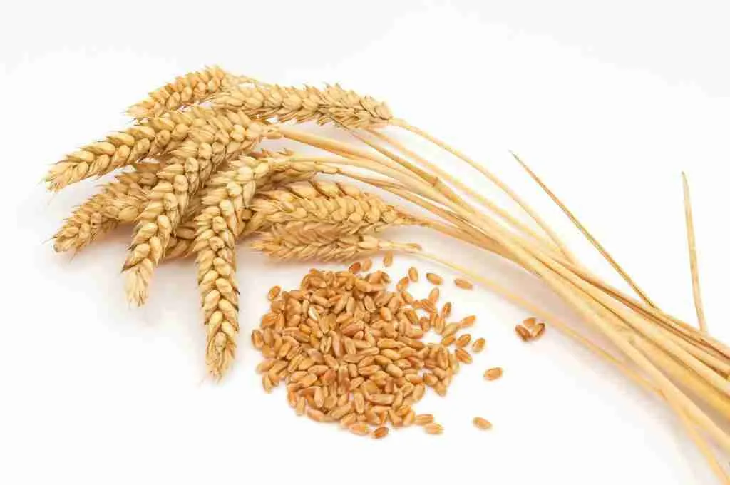 Harvesting Potential: The Essential Role of Rice Mill Plants 1 Understanding the Grain: The Technology Behind Modern Rice Mill Plants