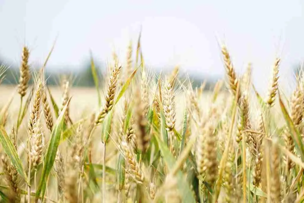 The Art and Science of Cereal Milling: From Grain to Grain 1 Understanding the Grain: Exploring Varietals and Their Impact on Flour Quality