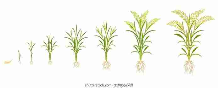 Inside the Heart of Grain: Exploring Paddy Processing Practices 1 Understanding the Paddy Cycle from Farm to Table