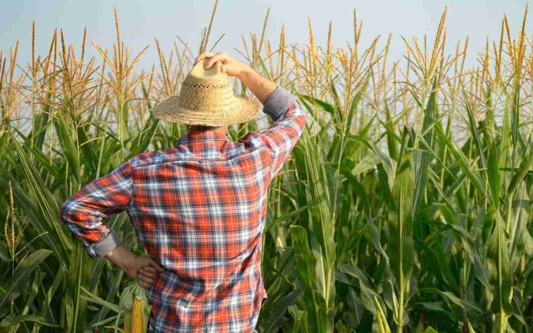Unlocking Potential: The Benefits of a Mini Rice Mill Plant 2 Enhancing Agricultural Productivity through Local Processing