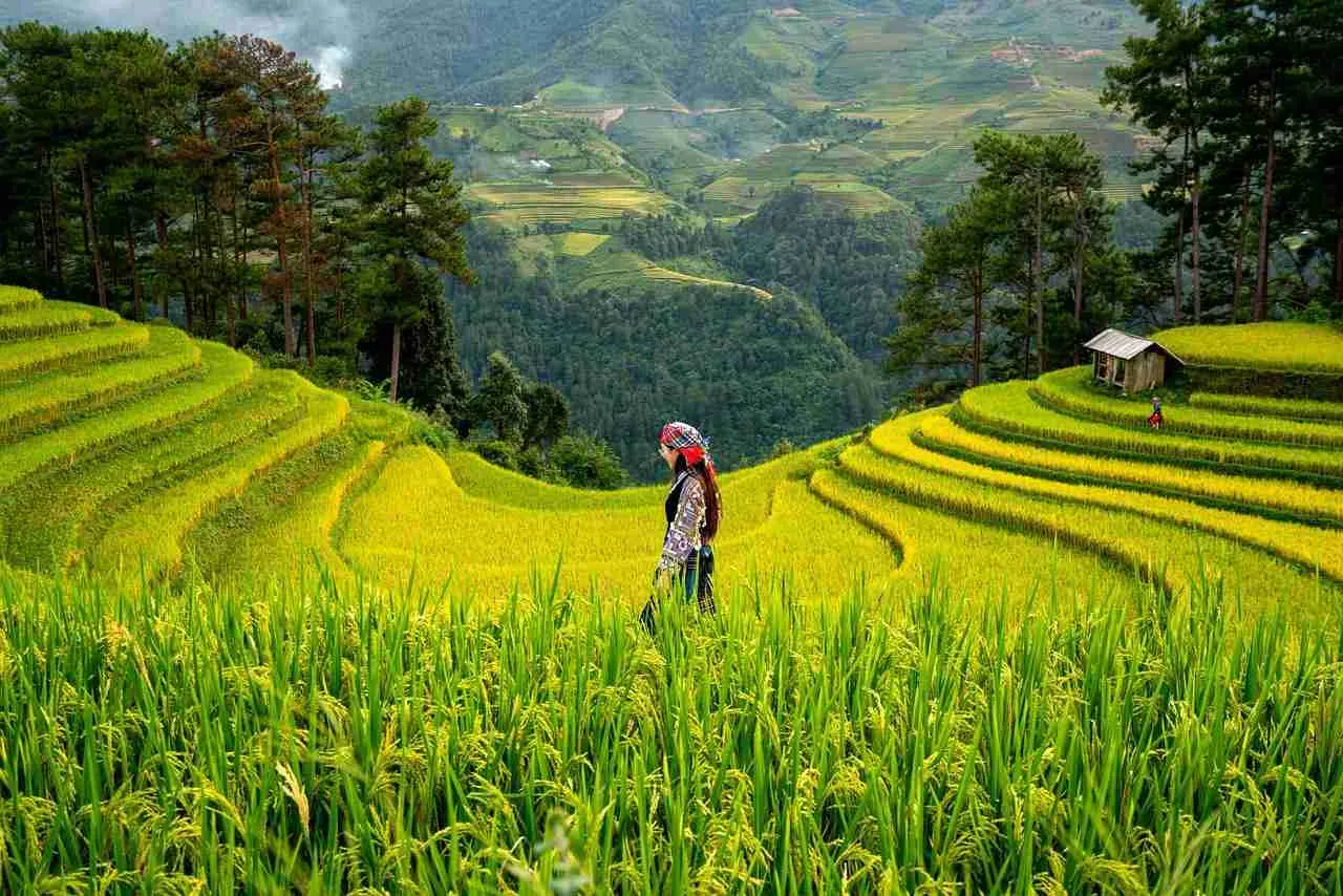 Unveiling Paddy Processing: From Field to Finished Grain 2 Essential Techniques for Efficient Paddy Threshing and Drying
