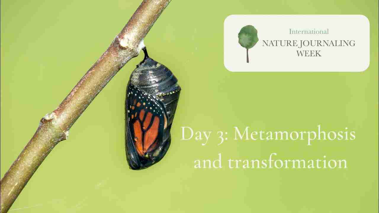 From Grain to Box: The Journey of Cereal Processing 2 Transforming Nature: The Science Behind Cereal Processing Techniques