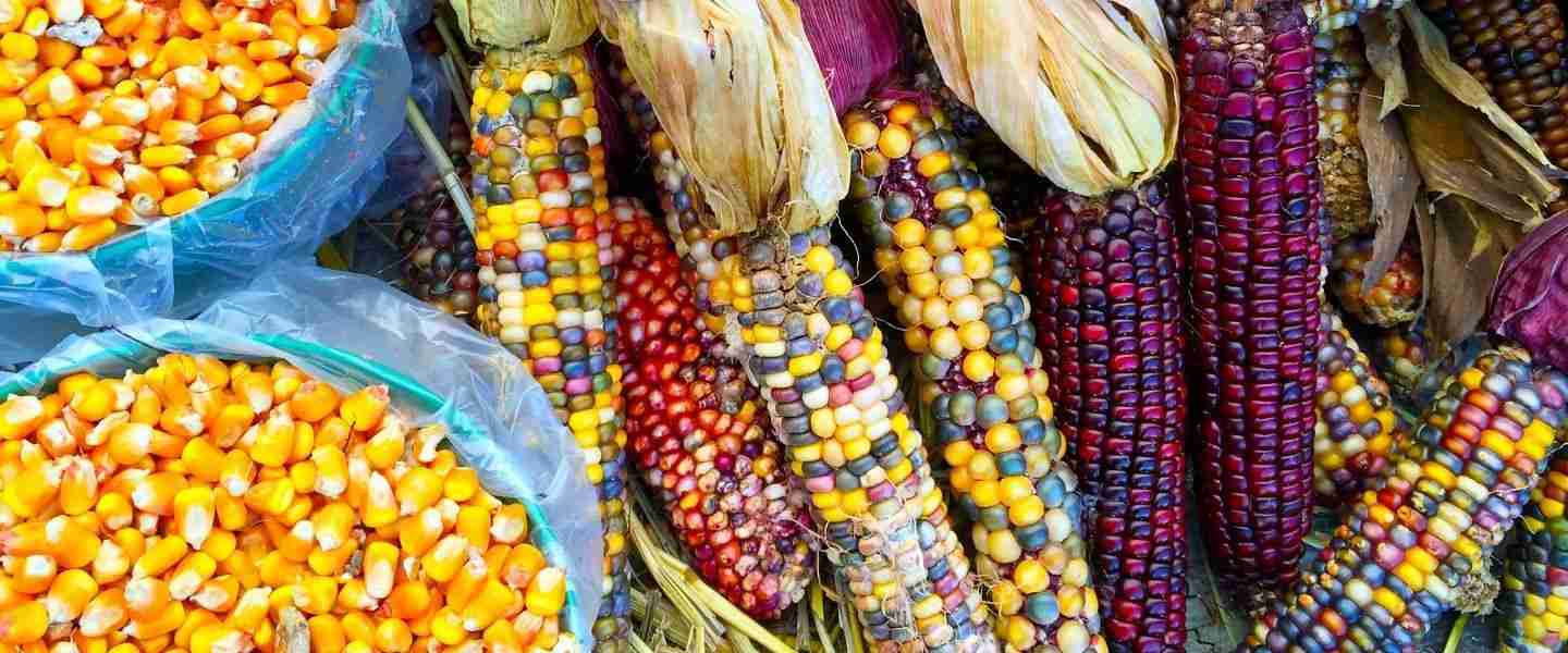 Corn Crafting: Unveiling the Art of Processed Kernels 2 Techniques and Tools for Mastering Corn-Based Artistry