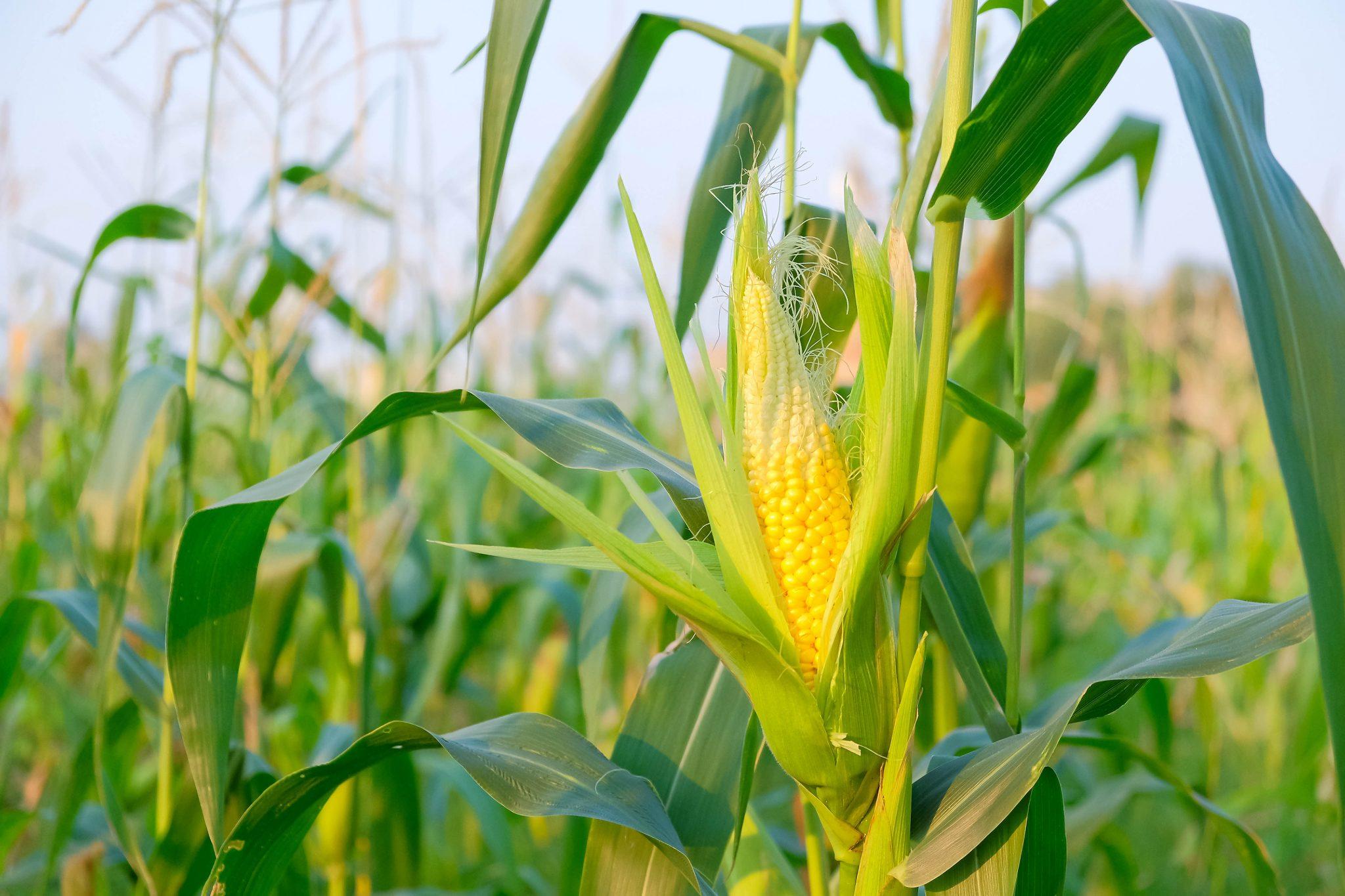 Unveiling Corn Processing: From Farm to Food Innovation 3 Transformative Applications of Corn in Food Science