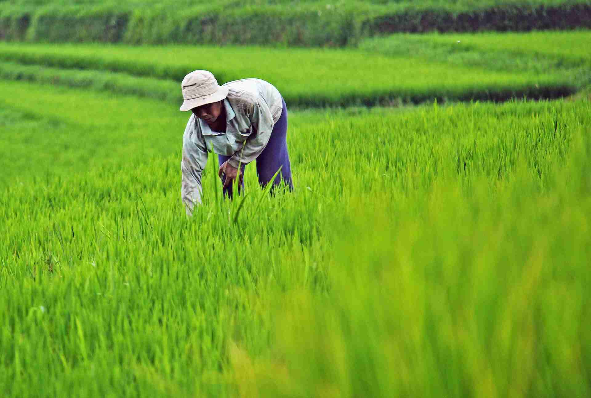 Revolutionizing Rice Production: The Paddy Processing Machine
