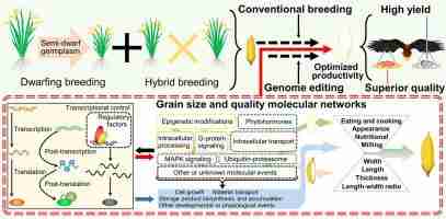 Unveiling the Rice Polisher: Elevating Grain Quality 1 Benefits of Enhanced Grain Quality for Consumers and Producers