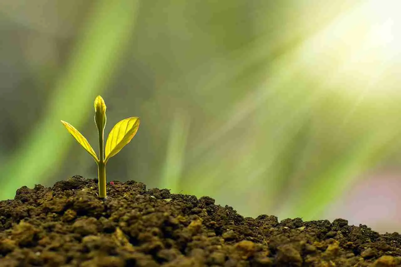 Sustainability‍ Meets Technology:‍ The‌ Environmental Benefits of Automatic Rice Processing