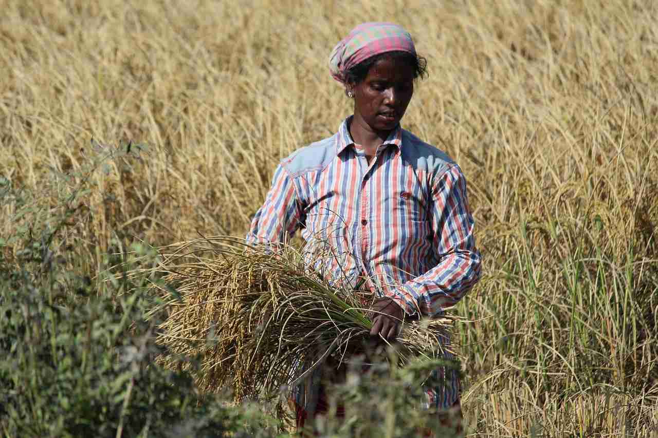 Inside the Paddy Processing Factory: Harvest to Hoppers 1 Understanding Paddy Harvesting Techniques for Optimal Quality