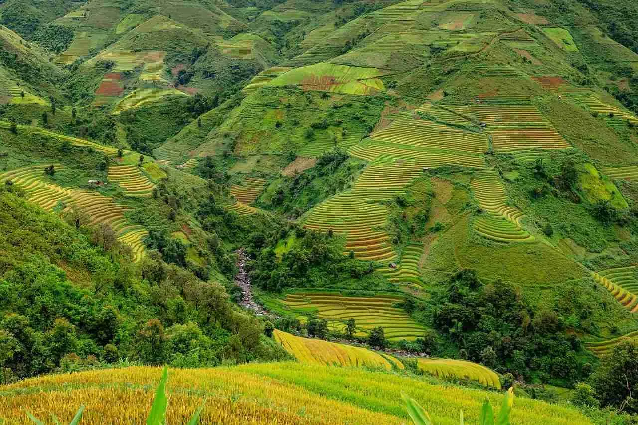 From Grain to Gourmet: The Art and Science of Rice Processing 1 Understanding Rice Varieties and Their Culinary Applications