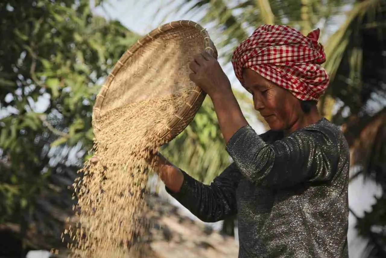From Grain to Gourmet: The Art and Science of Rice Processing 2 The Journey of Rice Processing: Techniques and Innovations