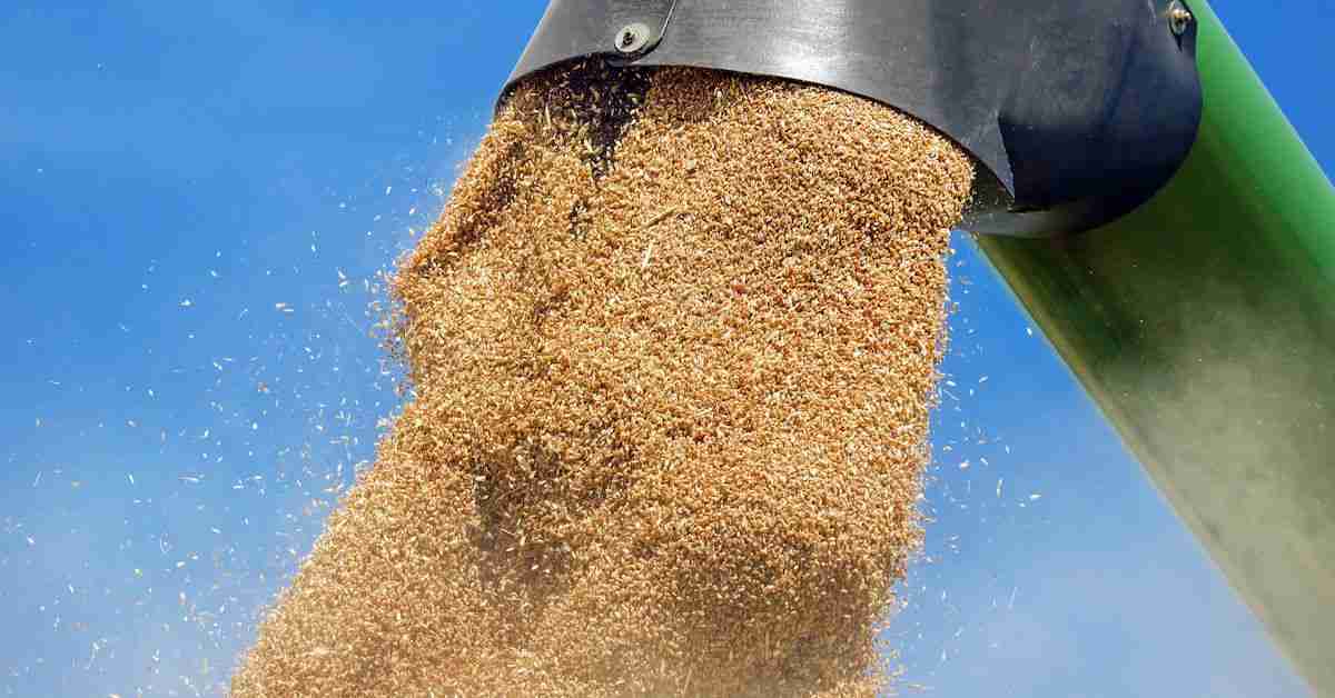 Unlocking Grain: The Journey Through a Paddy Processing Factory 2 Essential Machinery and Techniques in Grain Processing