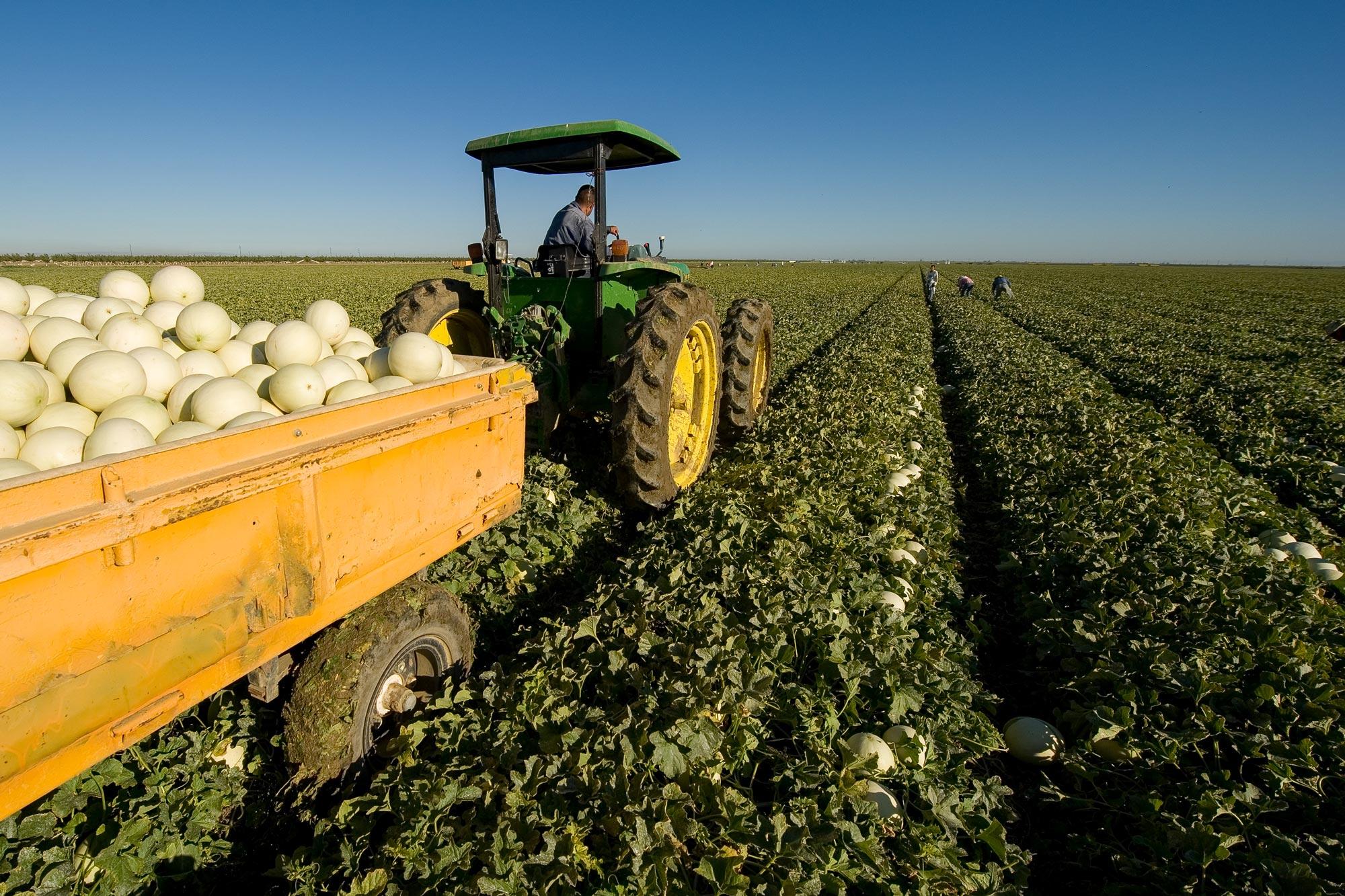 From Field to Table: The Journey of Corn Processing Unveiled 1 Exploring the Agricultural Foundations of Corn Production
