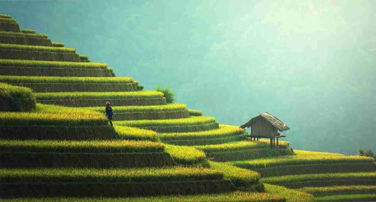 Revolutionizing Grain: The Future of Industrial Rice Milling 2 Sustainable Practices for a Greener Grain Industry