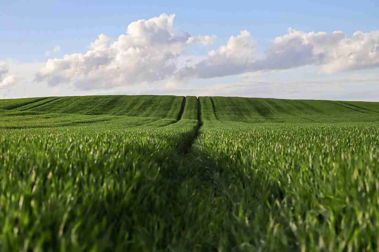 Reaping Success: The Journey of a Rice Processing Plant 1 Understanding the Agricultural Backbone: The Source of Quality Rice