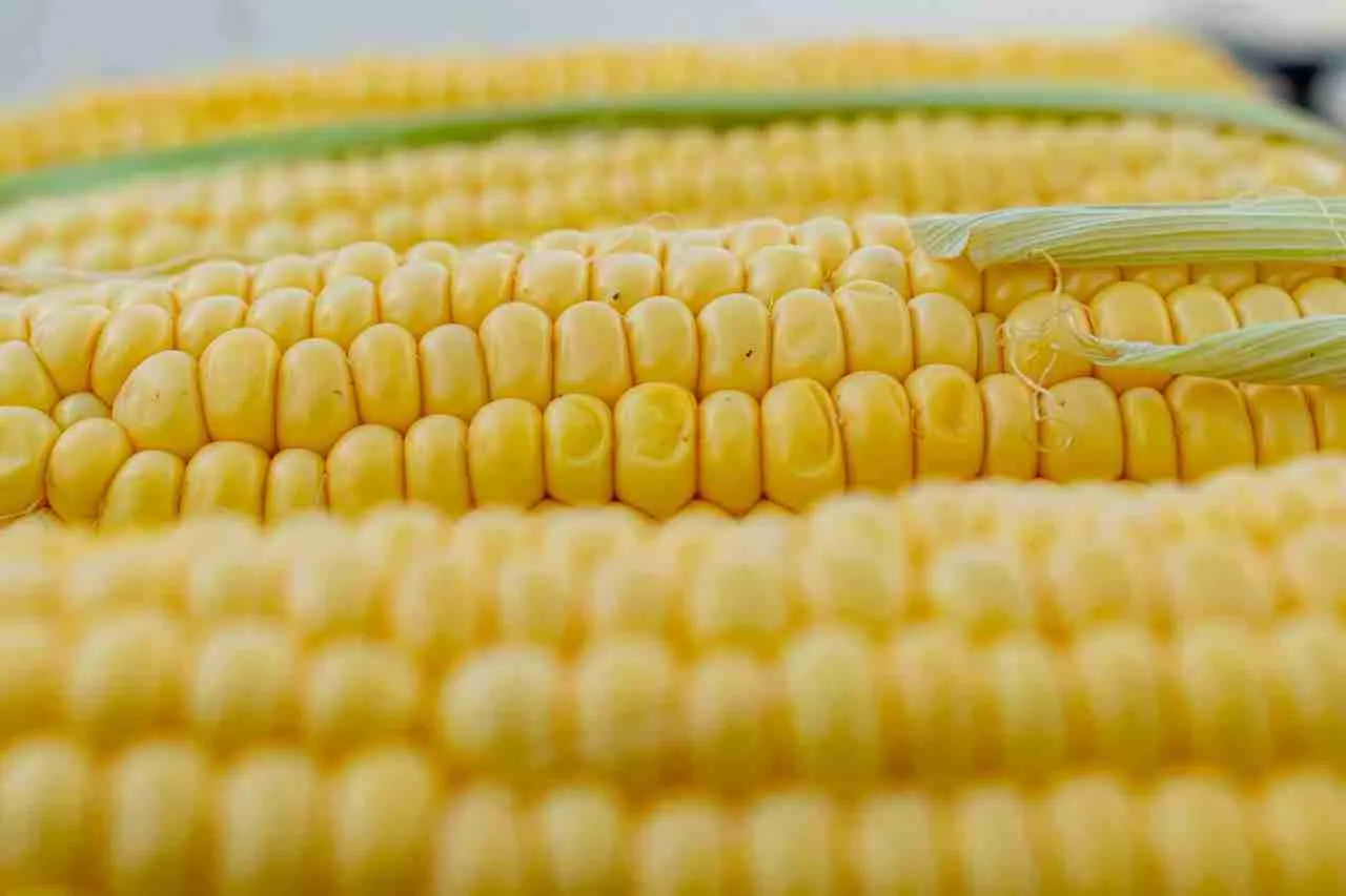 Unlocking the Secrets of Corn Processing: A Step-by-Step Guide 1 Understanding the Fundamentals of Corn Processing