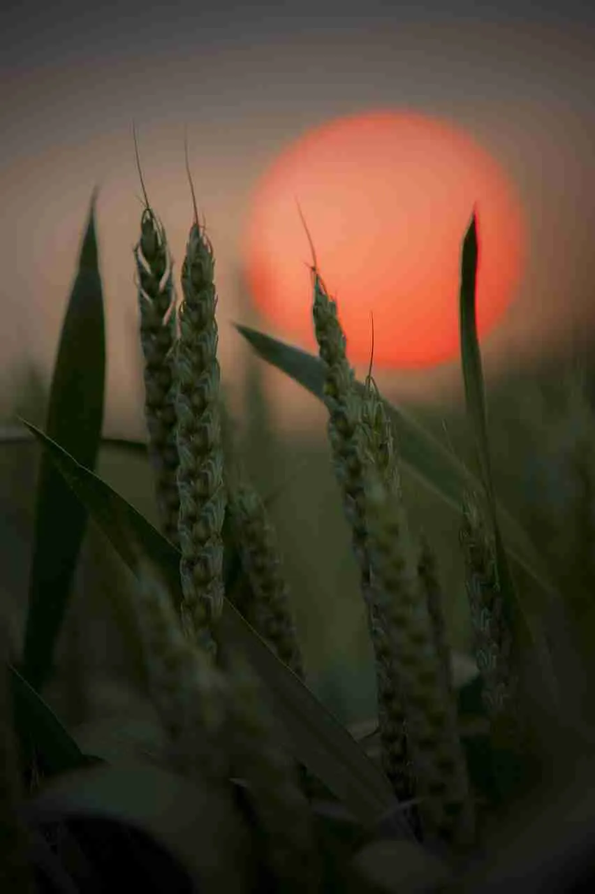 Understanding the Benefits of a Polished Grain for⁣ Health and Flavor