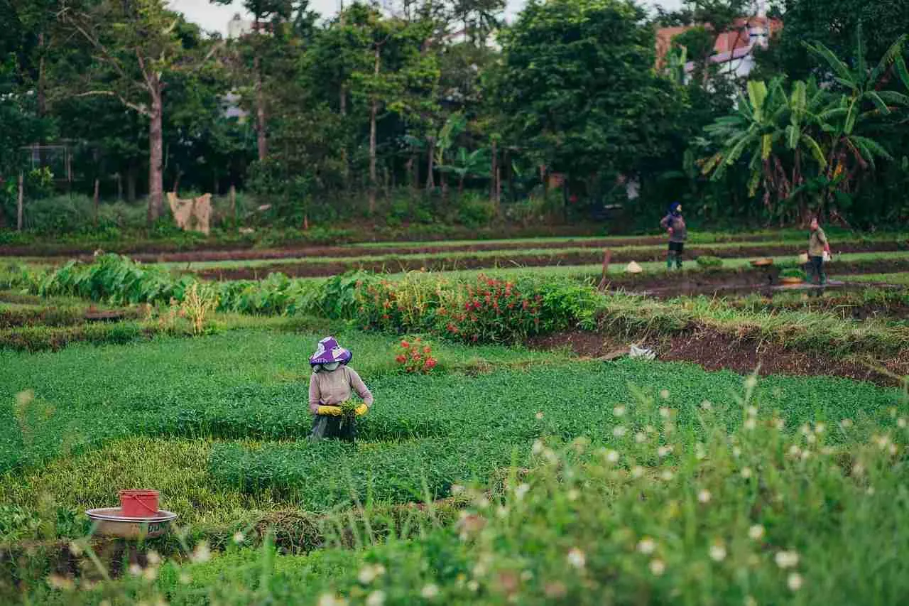 Understanding Paddy ⁣Cultivation: Best Practices for Optimal Yield