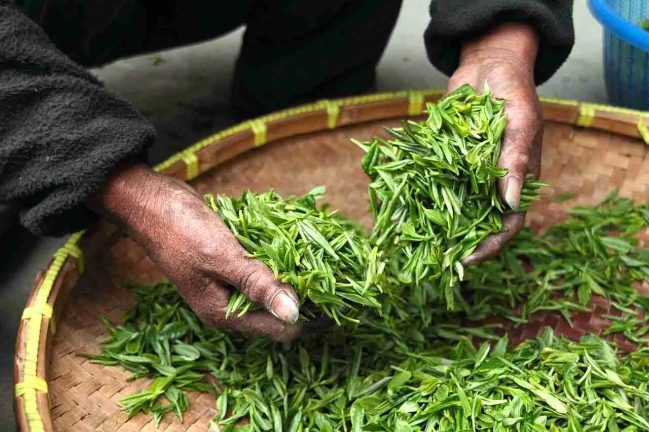 Harvesting Heritage: Techniques that Shape Quality and Sustainability
