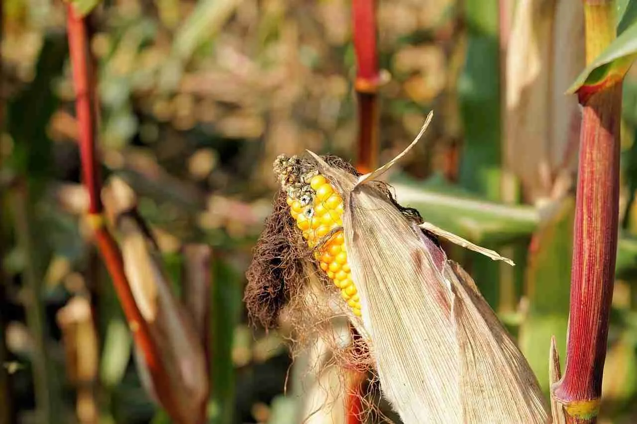 Diverse Applications of Corn Products‍ Across Various Industries