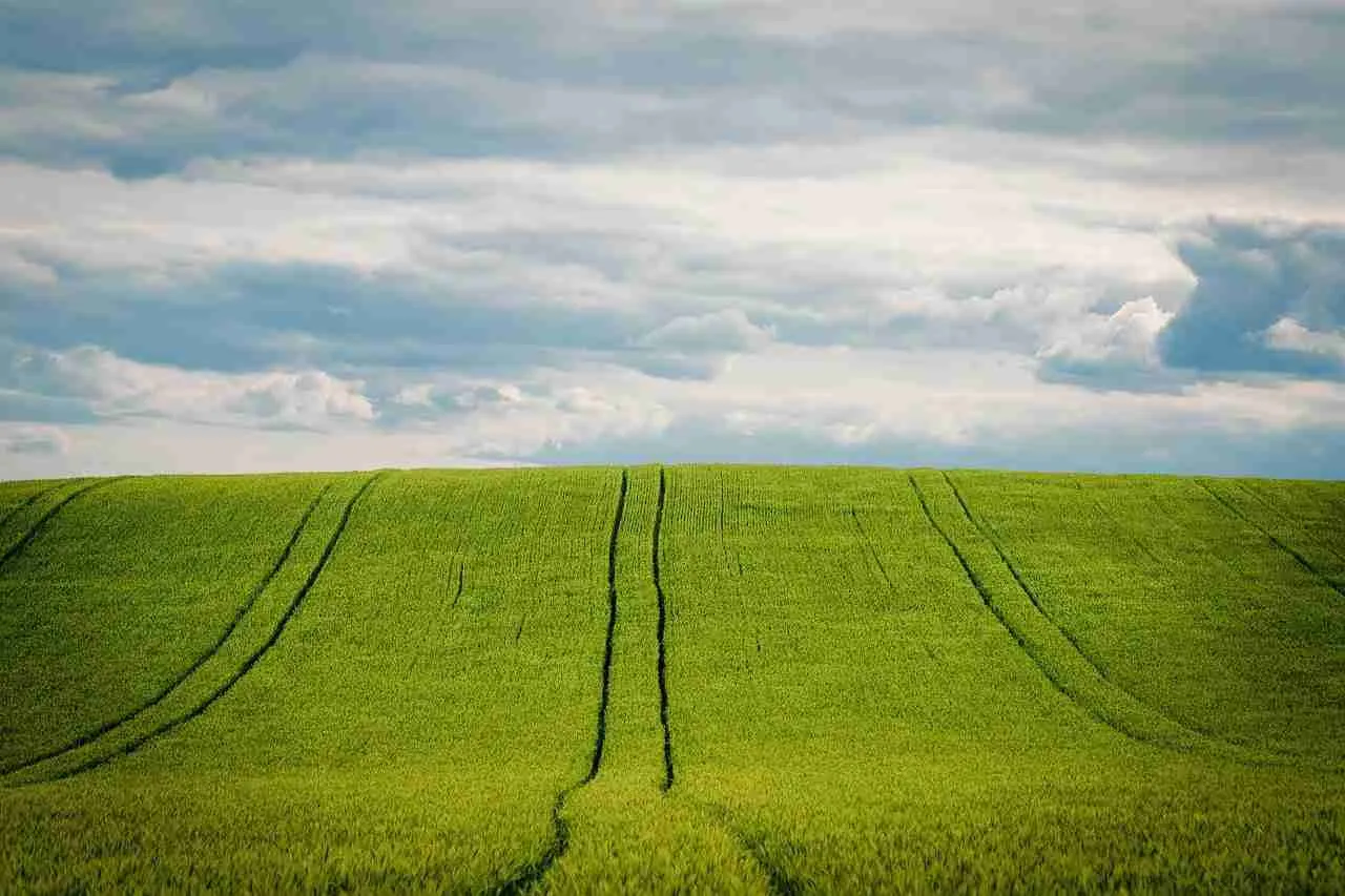 Understanding ⁢the Grain: ​The Journey from‍ Cob to Kernel